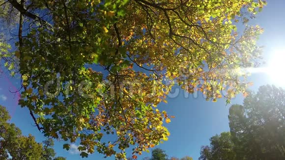 一棵树的树冠在蓝天的背景下摇动视频的预览图