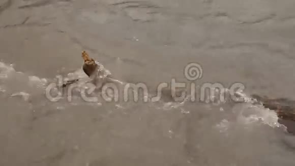 泥泞的河流流过原木视频的预览图