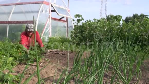 农夫高级妇女在花园温室附近除草视频的预览图