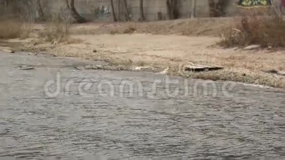 伏尔加河畔海鸥飞翔视频的预览图