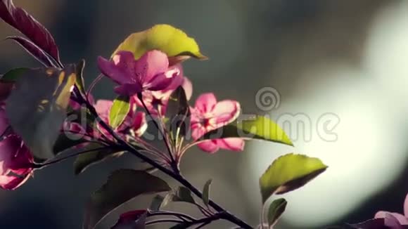 日落时后院的樱桃树视频的预览图