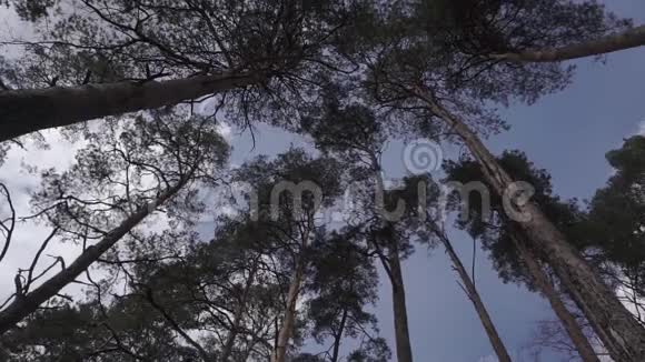 风吹着林中树枝沙沙作响视频的预览图
