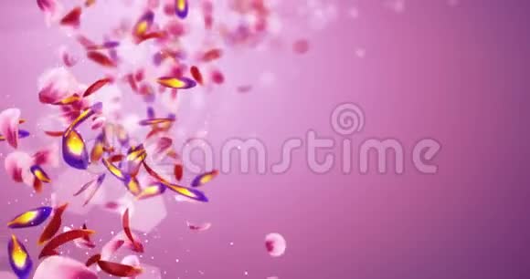 坠入爱河的红粉紫花花瓣模糊波克占位符环4k视频的预览图