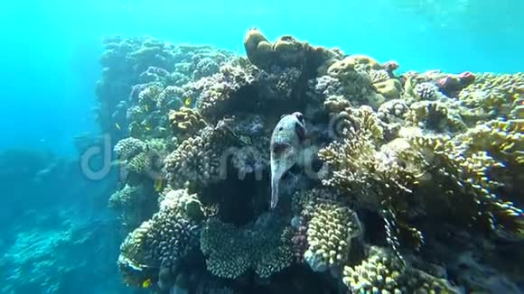 在红海里潜水把河豚放在五颜六色的珊瑚礁上视频的预览图