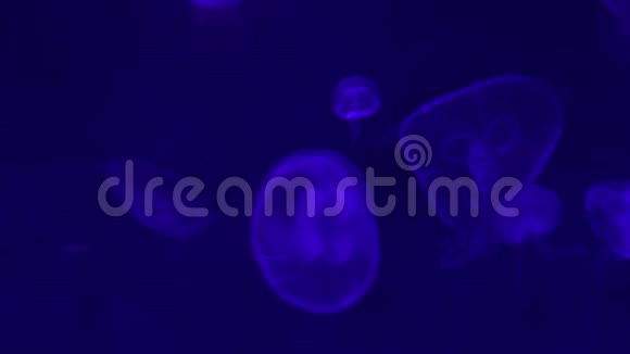 水母在大自然的背景下运动视频的预览图