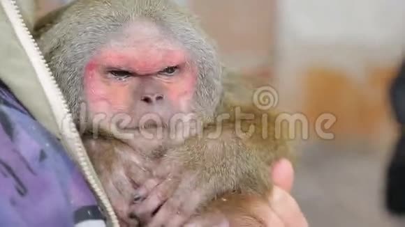 动物收容所盲人猴子在向导的怀里视频的预览图