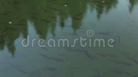 在池塘的阳光下一群灰鱼在清澈的绿水中游动视频的预览图