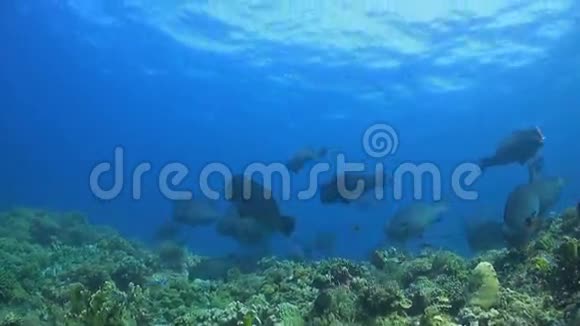 鱼在珊瑚礁上的浅滩视频的预览图