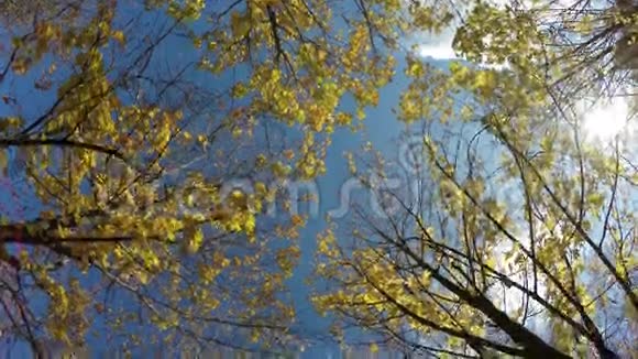 秋天的样子黄叶枫树视频的预览图