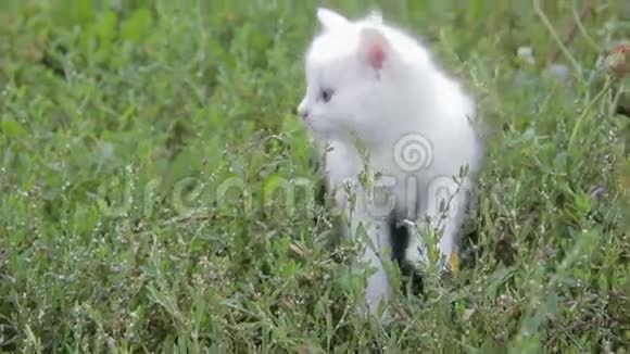 可爱的白色小猫在草坪上视频的预览图