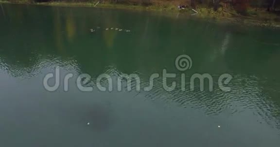 在湖上游来游去的野鸭上面飞视频的预览图