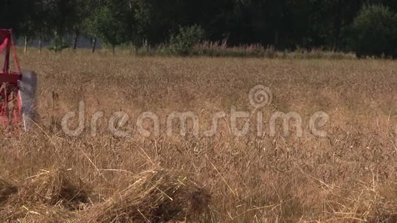农民小红联合收割小麦植株视频的预览图