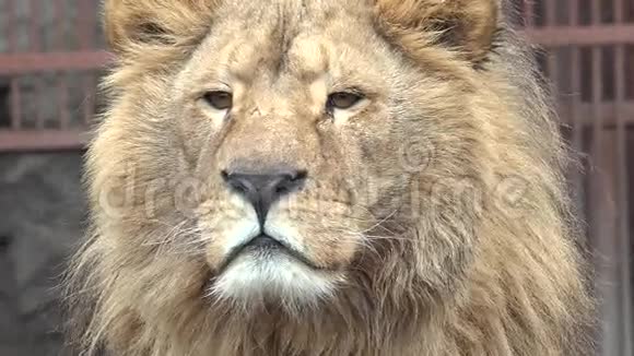 一只狮子正在观看特写镜头4K超高清超高清视频的预览图