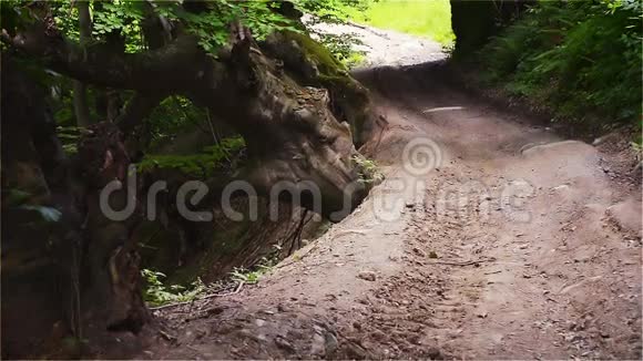 森林小径古树绿色乡村道路神秘主义视频的预览图