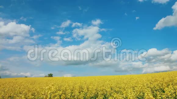 巴拿马黄色油菜花和蓝天视频的预览图