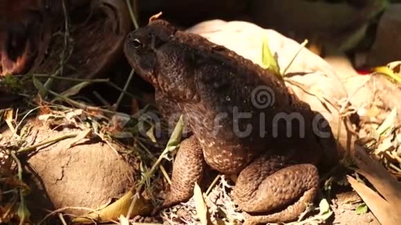毒褐蟾蜍栖息于干燥土壤视频的预览图