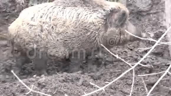 绝对泥浆中的大猪特写镜头4K超高清超高清视频的预览图