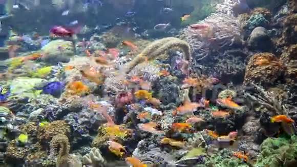 热带鱼游泳视频的预览图
