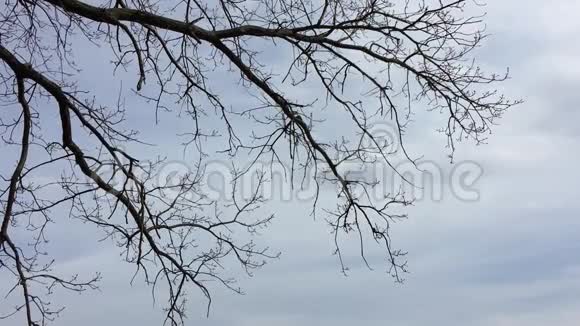 无叶的树木干枝天空中的天然森林视频的预览图