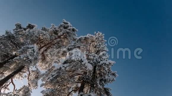 摄像机在冬季旋转并移除大树和蓝天视频的预览图