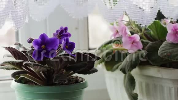 家的窗台上有紫色粉红色和紫色的美丽花朵视频的预览图