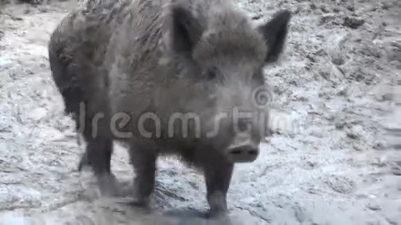 绝对泥浆中的大猪特写镜头4K超高清超高清视频的预览图