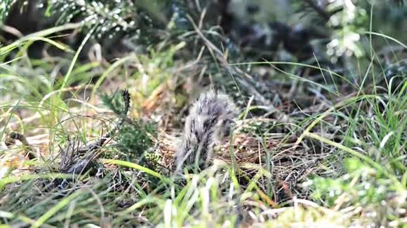 西伯利亚花栗鼠从洞里出来视频的预览图