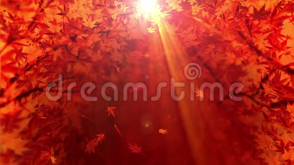 美丽的秋景坠落场景背景枫叶秋天的森林在阳光下CG循环动画视频的预览图