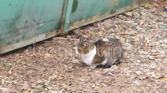 猫坐在金属栅栏附近的砾石上视频的预览图