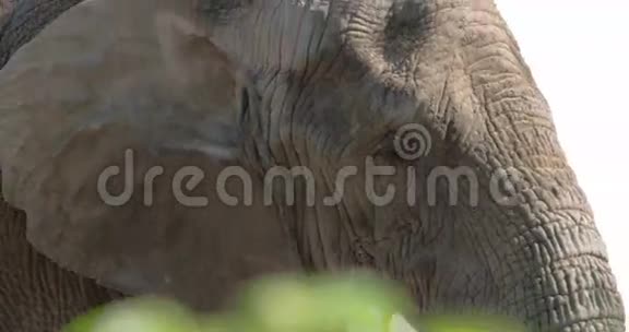 一头非洲丛林大象近景视频的预览图