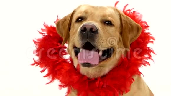 成年拉布拉多猎犬带红色胸领视频的预览图