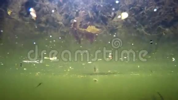 鸭子在水中吃面包从水下射击鸟的爪子是可见的视频的预览图