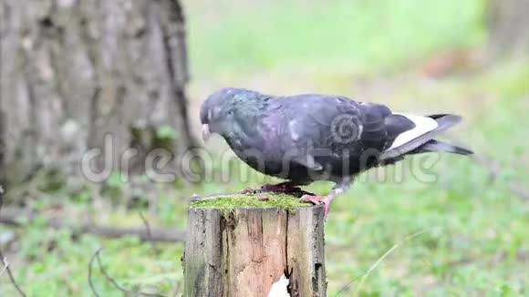灰鸽子吃种子视频的预览图
