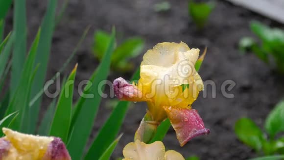 潮湿的黄色紫色虹膜在雨中视频的预览图