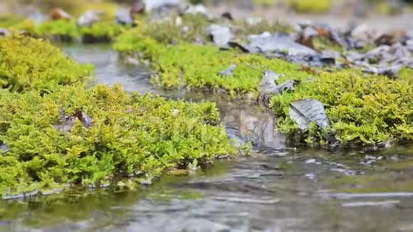 特写慢动作的梯级溪流被绿色石化的苔藓包围高山水体中矿物含量高视频的预览图