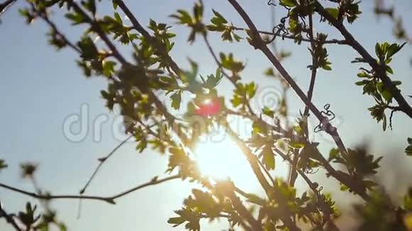 树叶在阳光下随风摇曳视频的预览图