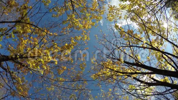 秋天的样子黄叶枫树视频的预览图