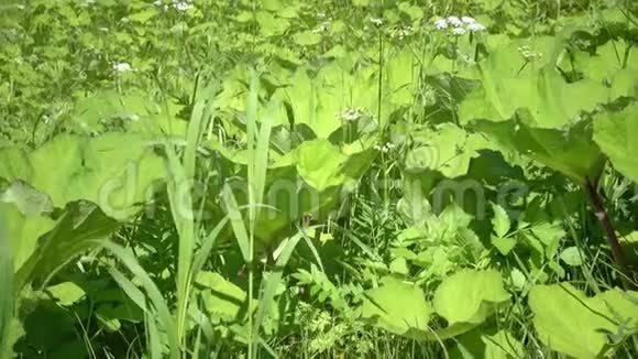 夏天阳光明媚的一天森林河岸上的绿草如茵视频的预览图