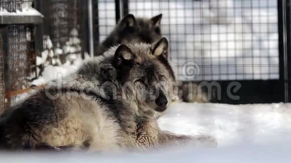 加拿大黑狼在动物园的画像视频的预览图