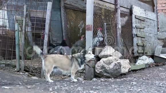 传统田庄的狗链视频的预览图