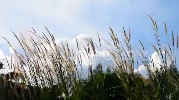 花草运动与蓝天视频的预览图
