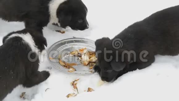 三只可爱有趣的小黑白小狗在冬天的雪地上吃东西饥饿的小狗吃鱼头视频的预览图