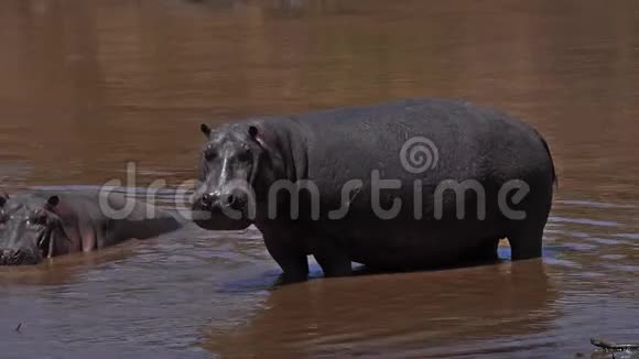 河马河马两栖动物成人站在河里肯尼亚的马赛马拉公园视频的预览图