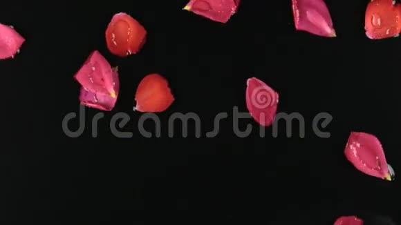 风在玫瑰花瓣与露珠水疗的概念很放松视频的预览图
