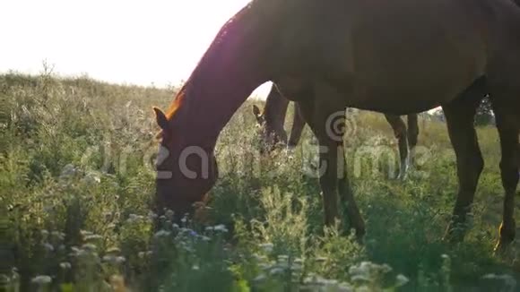 两匹马在草地上放牧马在田里吃青草特写视频的预览图