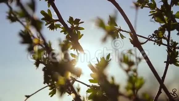 树叶在阳光下随风摇曳视频的预览图