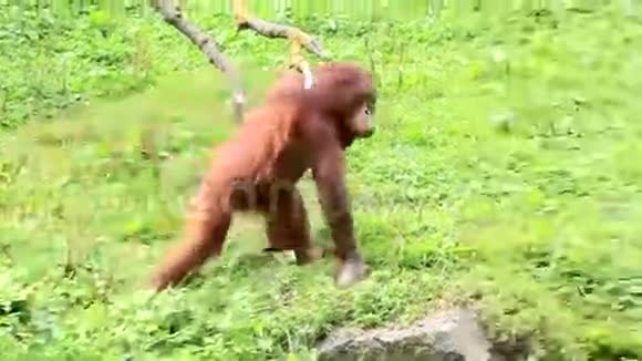 婆罗洲猩猩视频的预览图