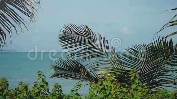 池在海边的棕榈树背景上缓慢运动1920x1080视频的预览图