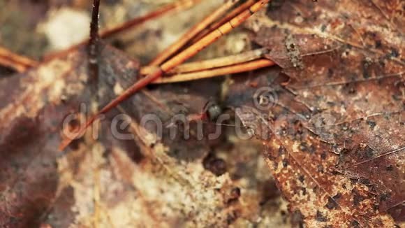 一只倒下的老树干上有红色的森林蚂蚁蚂蚁在蚁穴中移动视频的预览图