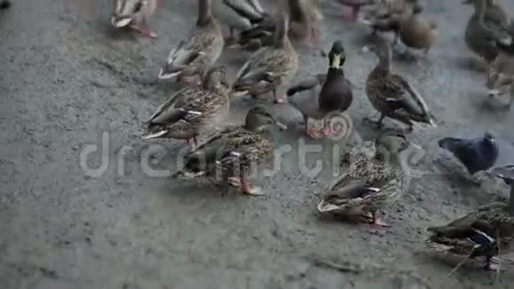 鸭子在海滩上散步特写镜头视频的预览图